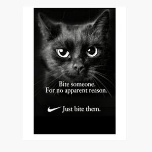 FUNNY CAT 8.5x11 ULTRA PREMIUM GLOSSY WALL POSTER BRAND NEW! FADE RESISTANT!